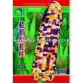 High Yield High Disease Resistant Excellent Quality Hybrid Colorful Waxy Glutinous Corn Seed For Field Planting